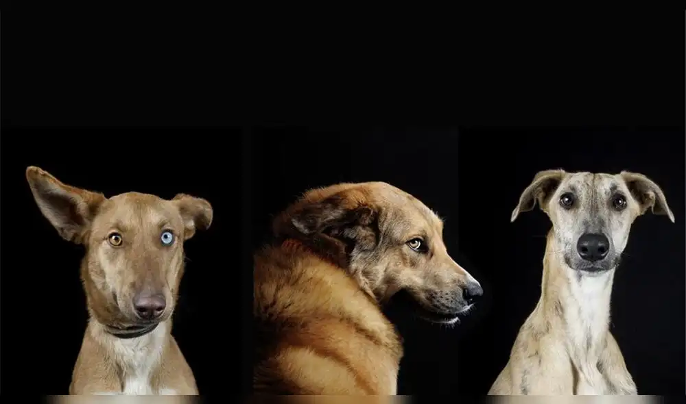 Otros animales ya habían probado capacidades del mismo tipo, pero con un entrenamiento previo. Foto: Difusión.