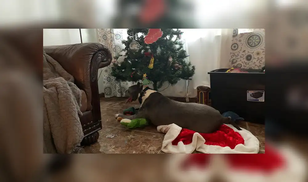 En Facebook, un perro tuvo que esperar por un largo tiempo para recibir el cariño y amor de una familia.