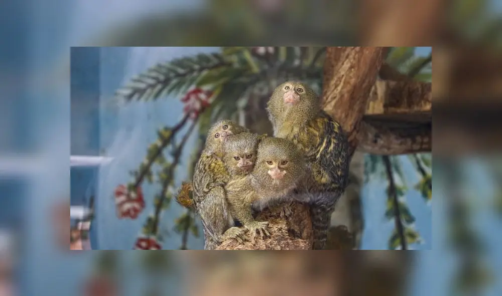 Crías de mono tití con su padre, a la derecha. Foto: Parque de las Leyendas. Crías de mono tití con su padre, a la derecha. Foto: Parque de las Leyendas.