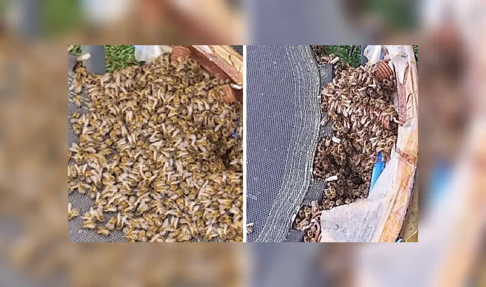 Desliza las imágenes para ver más detalles sobre esta escena que es viral en Facebook.