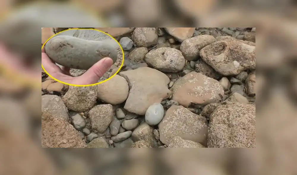 Desliza las imágenes para ver el increíble hallazgo que hizo un paleontólogo en el interior de una extraña roca. Foto: Newsflare Desliza las imágenes para ver el increíble hallazgo que hizo un paleontólogo en el interior de una extraña roca. Foto: Newsflare