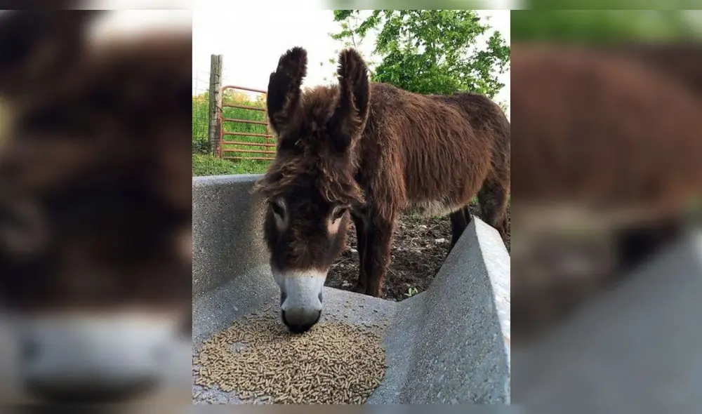 Desliza para conocer a Violeta, la burra que ayuda a animales ciegos. Foto: Facebook. Desliza para conocer a Violeta, la burra que ayuda a animales ciegos. Foto: Facebook.