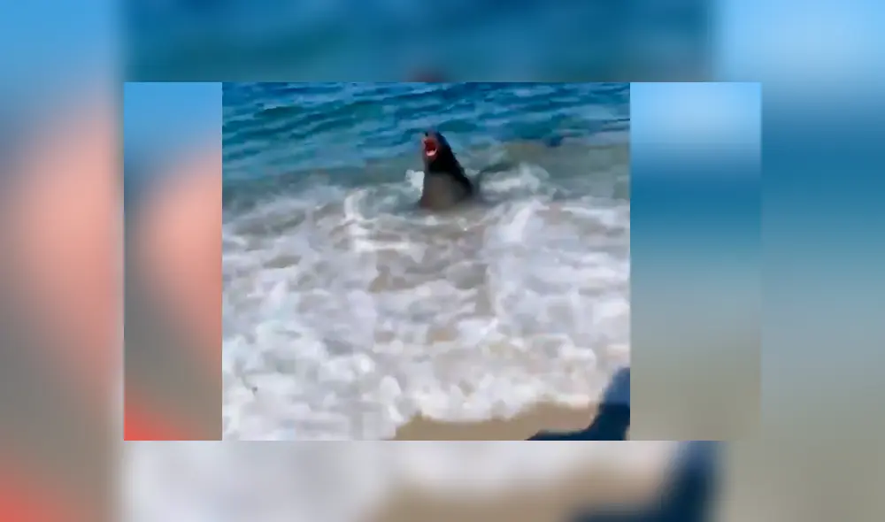 Un bañista vivió la peor experiencia de su vida al grabar en un video viral de Facebook el instante en que un enorme animal emergió del mar para atacarlos.