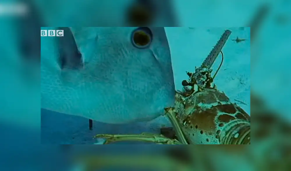 El pez ballesta ataca, pero la langosta hará todo lo posible por sobrevivir. ¿Qué animal ganará la lucha? Descúbrelo en el video abajo de la nota Foto: BBC Earth El pez ballesta ataca, pero la langosta hará todo lo posible por sobrevivir. ¿Qué animal ganará la lucha? Descúbrelo en el video abajo de la nota Foto: BBC Earth