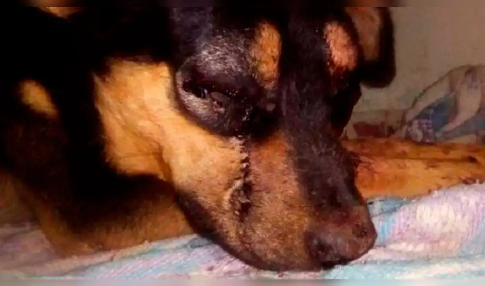 Adolescentes golpean salvajemente a perro hasta matarlo [FOTOS]