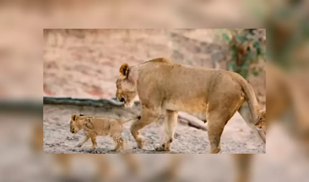 Desliza hacia la izquierda para ver el feroz enfrentamiento de las leonas. Imágenes virales de YouTube. Desliza hacia la izquierda para ver el feroz enfrentamiento de las leonas. Imágenes virales de YouTube.