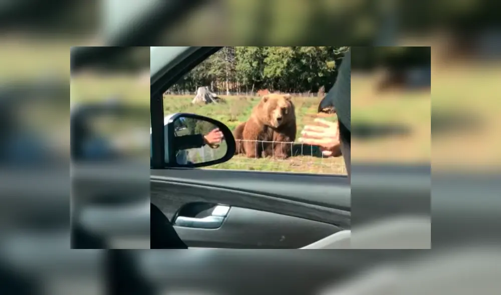 Esposos estaban visitando un parque de animales salvajes cuando se acercaron a saludar a un oso, sin presagiar la intempestiva respuesta de este Esposos estaban visitando un parque de animales salvajes cuando se acercaron a saludar a un oso, sin presagiar la intempestiva respuesta de este