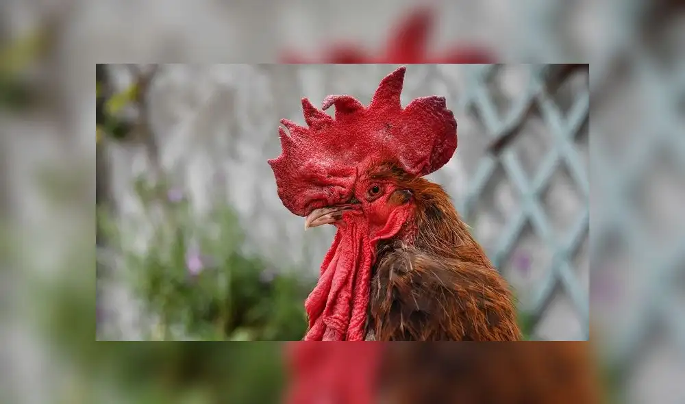 La organización de derechos de los animales 30 Million Friends dijo que se uniría a la acción legal. Foto: referencial / AFP La organización de derechos de los animales 30 Million Friends dijo que se uniría a la acción legal. Foto: referencial / AFP