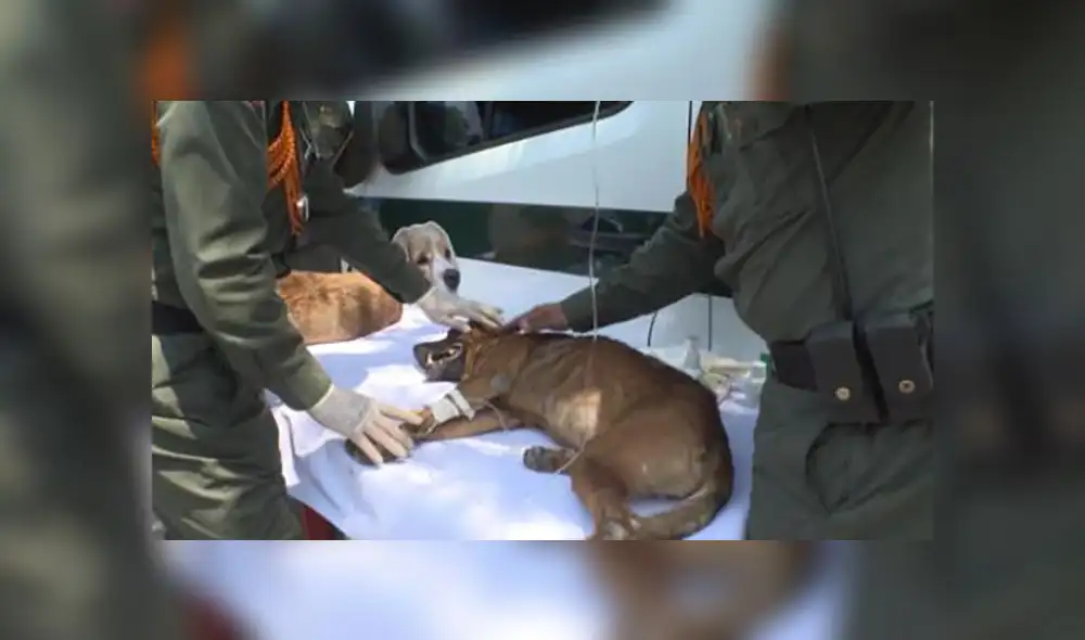 Policías de Colombia rescatan a perros abandonados que ‘migran’ desde Venezuela [VIDEO]