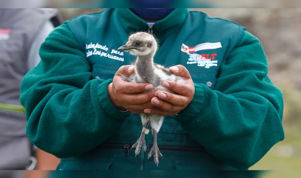 Según el Serfor, el Suri, está amenazado por la caza furtiva.