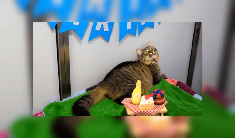 A través vez de Facebook se ha vuelto viral la historia de 'Monique', una gata a la que le hicieron una fiesta y nadie fue. A través vez de Facebook se ha vuelto viral la historia de 'Monique', una gata a la que le hicieron una fiesta y nadie fue.