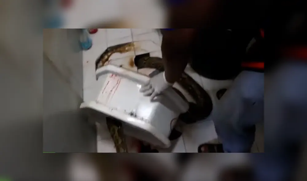 Gigantesca pitón muerde a hombre mientras estaba sentado en el inodoro y vive para contarlo [VIDEO] 