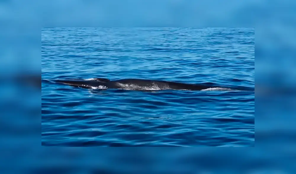 YouTube viral: gigantesca criatura marina embiste barco de Japón y miles quedan impactados [VIDEO]