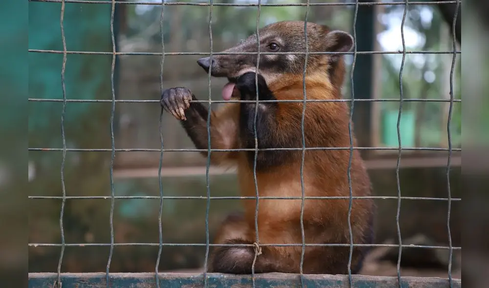 Conoce el Parque Natural de Pucallpa, un zoológico en medio de la selva [FOTOS]