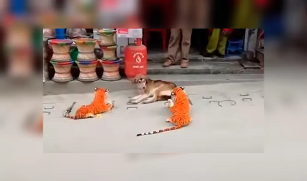 Desliza las imágenes hacia la izquierda para observar la reacción de un perro tras ser víctima de una pesada broma.