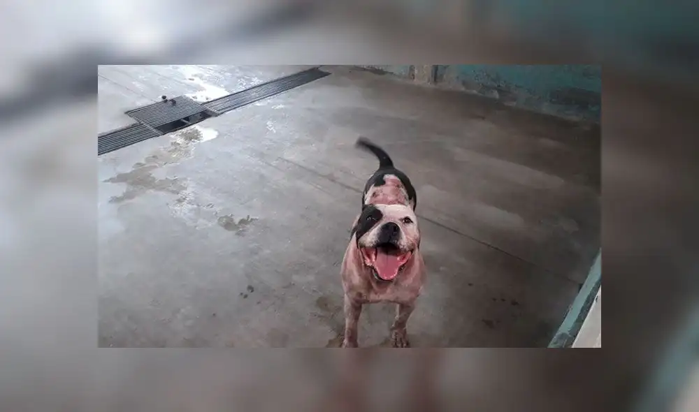 Autoridades no sacrificarán a pitbull que mató a ladrón 
