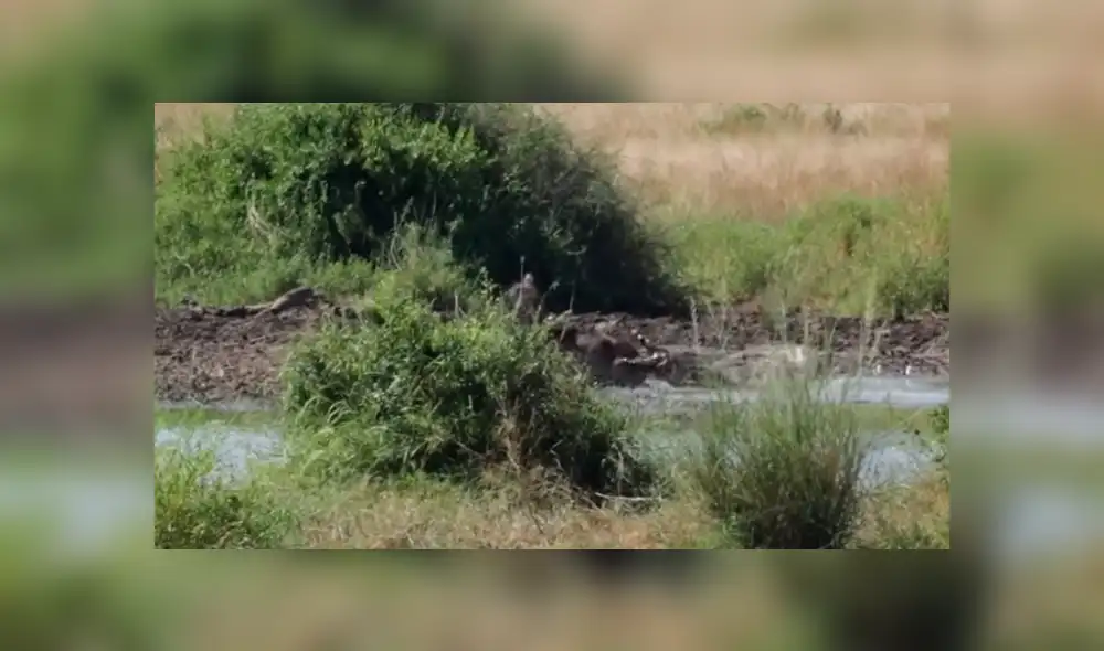 YouTube viral: Hambriento cocodrilo atrapa a un antílope en feroz batalla y lo deja lisiado [VIDEO] 