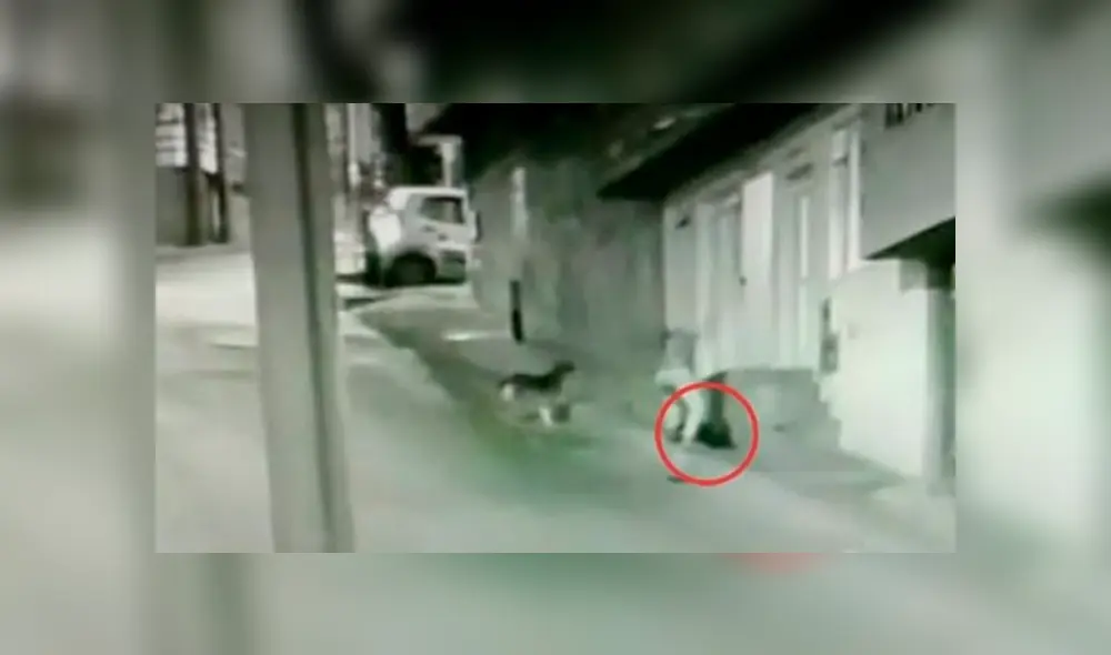 Las autoridades llevaron al perro a un centro de rehabilitación para verificar que el animal no tenga ningún daño. Foto: Captura / Noticias Caracol Las autoridades llevaron al perro a un centro de rehabilitación para verificar que el animal no tenga ningún daño. Foto: Captura / Noticias Caracol