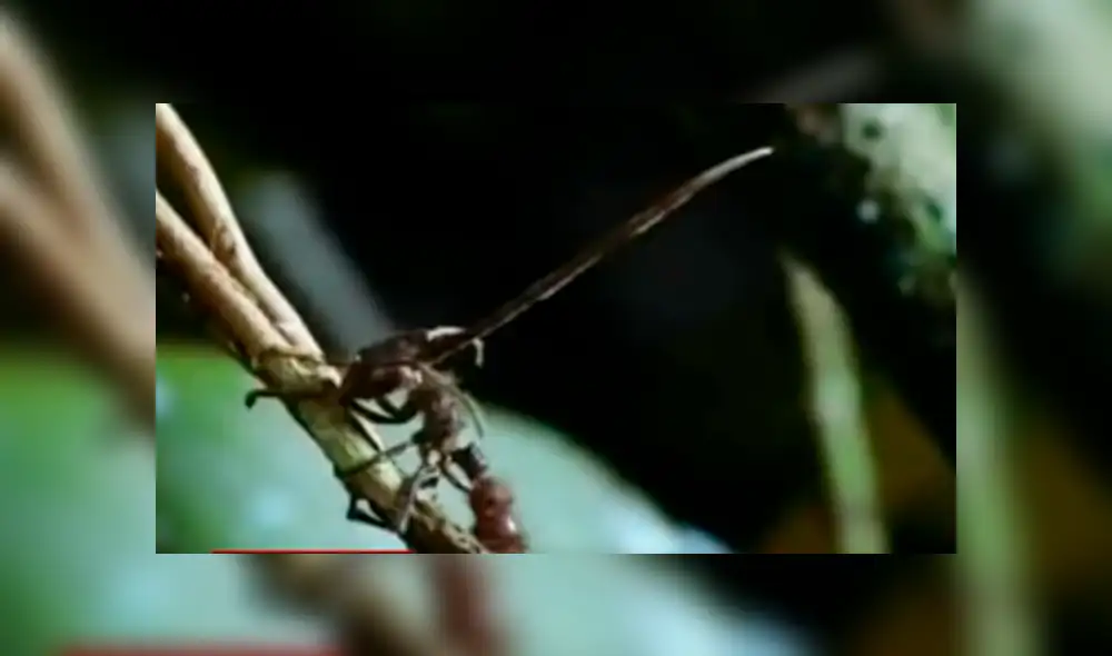 YouTube viral: hongo parásito vuelve 'zombie' a hormiga y todo queda registrado en video