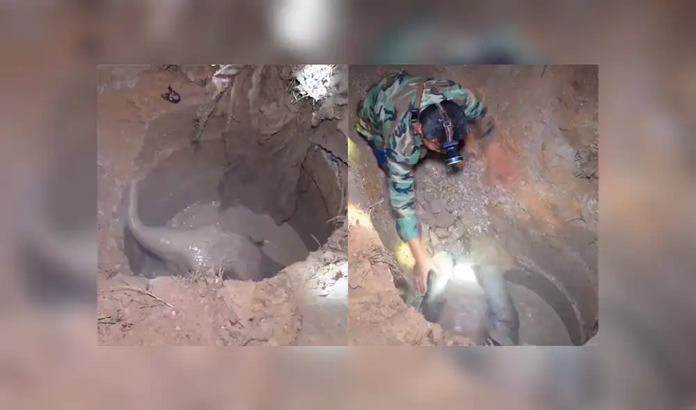 Un video viral muestra cómo un grupo de pobladores hacen hasta lo imposible para salvar la vida de un elefante bebé. Un video viral muestra cómo un grupo de pobladores hacen hasta lo imposible para salvar la vida de un elefante bebé.