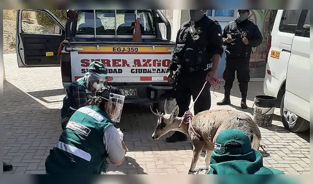 Arequipa. Taruca o venado andino fue rescatad
o por serenos de Cerro Colorado y será sometido a evaluacón.