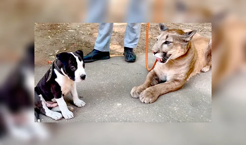 Puma se junta con perro. Puma se junta con perro.