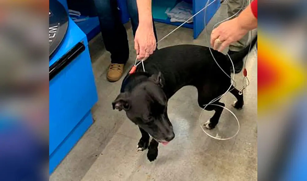 Desliza las imágenes para conocer la conmovedora historia de una perrita se reencontró con su dueña tras desaparecer por días. Foto: Facebook
