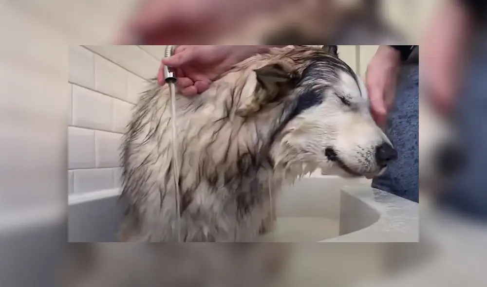 El can se resistió a bañarse y sus dueños hicieron de todo para convencerlo. Foto: YouTube