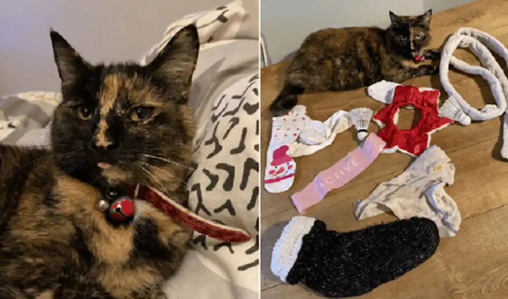 Desliza hacia la izquierda para ver más fotos de los peculiares 'tesoros' que acumula esta traviesa gatita. Foto: Facebook