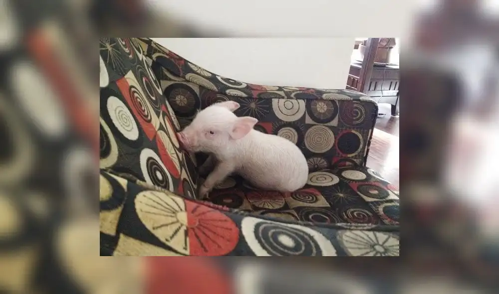 Hombre adoptó un “mini pig” pero ahora pesa casi 300 kilos | FOTOS