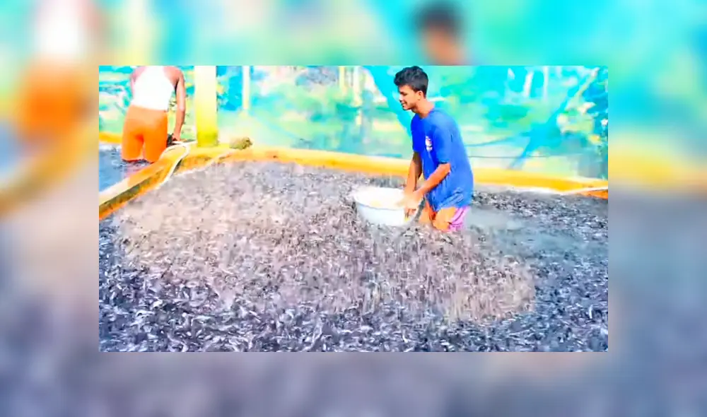YouTube viral: arroja maíz en desolada piscina y millones de voraces criaturas surgen para devorarlo todo YouTube viral: arroja maíz en desolada piscina y millones de voraces criaturas surgen para devorarlo todo