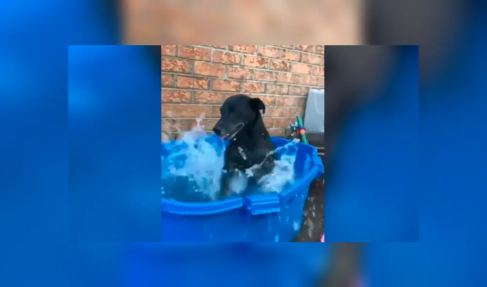 Facebook viral: mujer baña por primera vez a perro que rescató de la calle y este tiene curiosa reacción Facebook viral: mujer baña por primera vez a perro que rescató de la calle y este tiene curiosa reacción