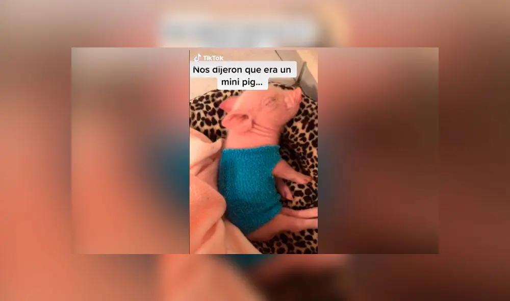 Desliza las imágenes para ver la increíble transformación que tuvo este presunto 'mini pig'. Foto: Alejandra Esperanza/TikTok