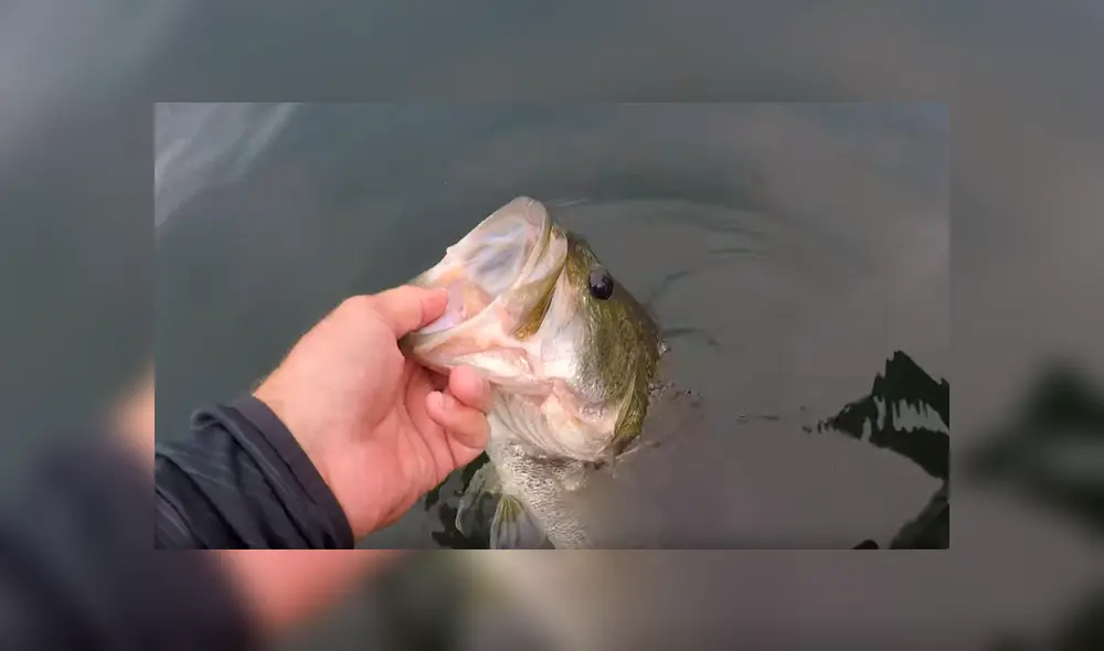 Atrapa una aterradora criatura marina con sus manos, la alimenta y sucede algo insólito [VIDEO]