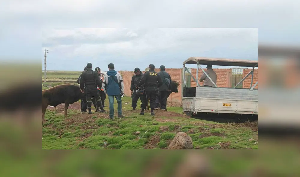 Presunto abigeo tenía en su poder un torete que presuntamente había sido robado en otra zona.