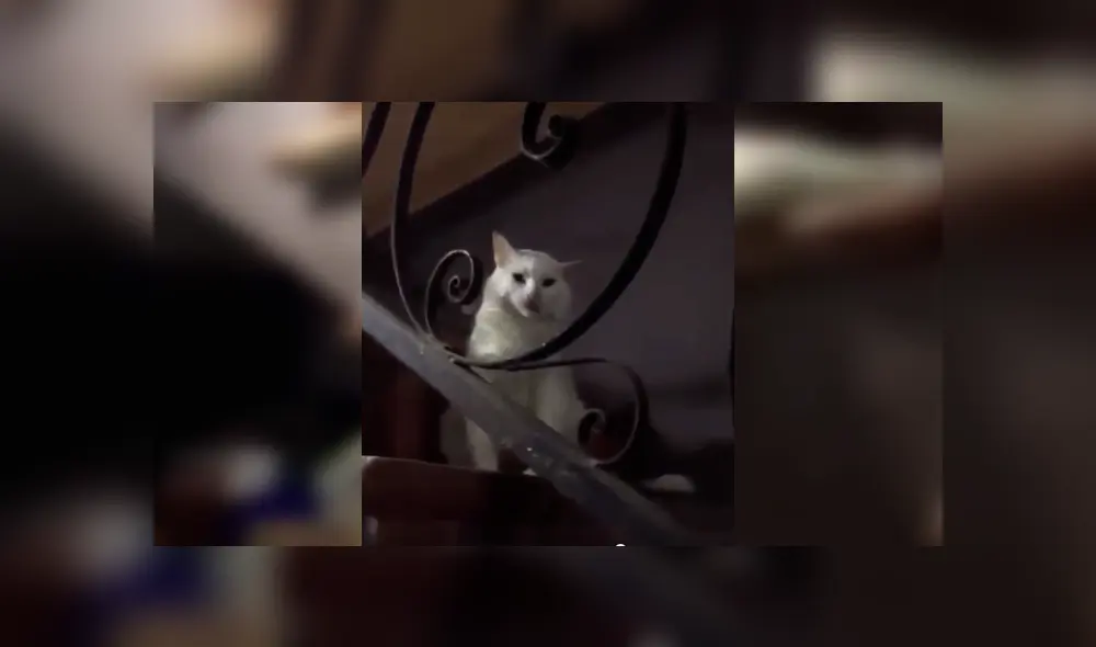 Desliza para ver el desenlace de este video viral de Facebook. Foto: Captura.