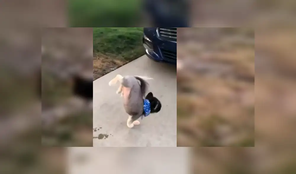 El can desconcertó a cientos de usuarios en YouTube tras ser captado orinando en la calle El can desconcertó a cientos de usuarios en YouTube tras ser captado orinando en la calle