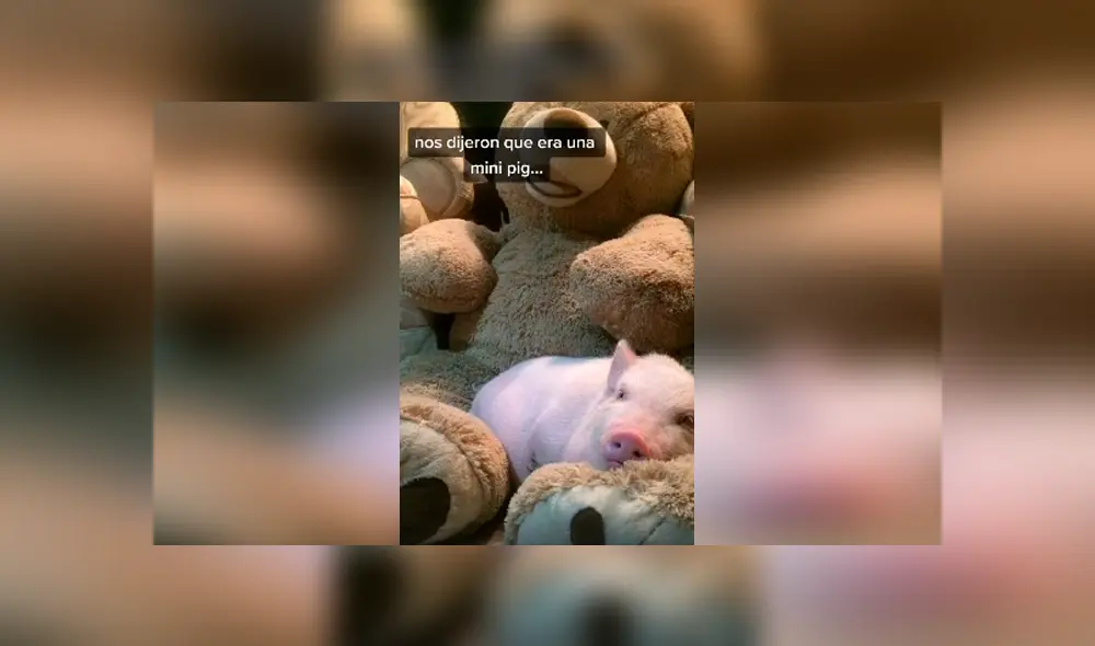 Desliza las imágenes hacia la izquierda para descubrir la verdadera raza de un supuesto mini pig que acogió un joven. Desliza las imágenes hacia la izquierda para descubrir la verdadera raza de un supuesto mini pig que acogió un joven.