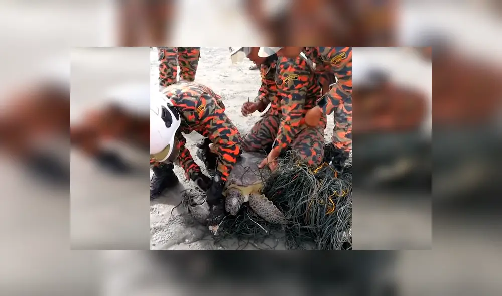 Encuentran tortuga moribunda atrapada en cables tóxicos, la liberan y sucede algo increíble [VIDEO] 