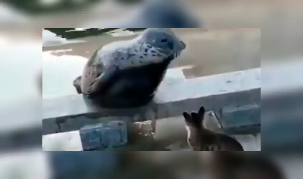 Facebook viral: cobarde foca finge su muerte para que gato no le siga golpeando [VIDEO]