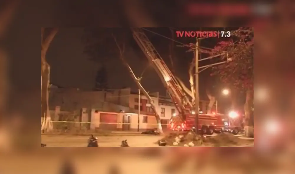 Municipalidad de Barranco evita caída de gigantesco árbol 