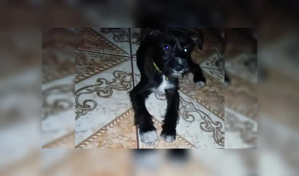 Ofrecen 500 soles de recompensa por mascota perdida