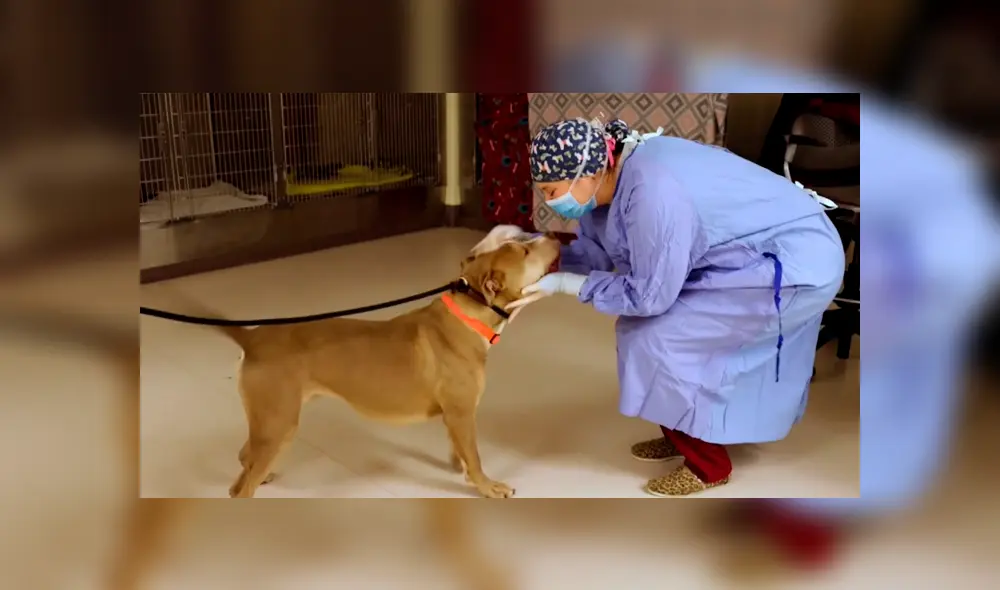 Perro salva de morir tras consumir una bolsa repleta de droga lanzada al patio de su casa [VIDEO] 