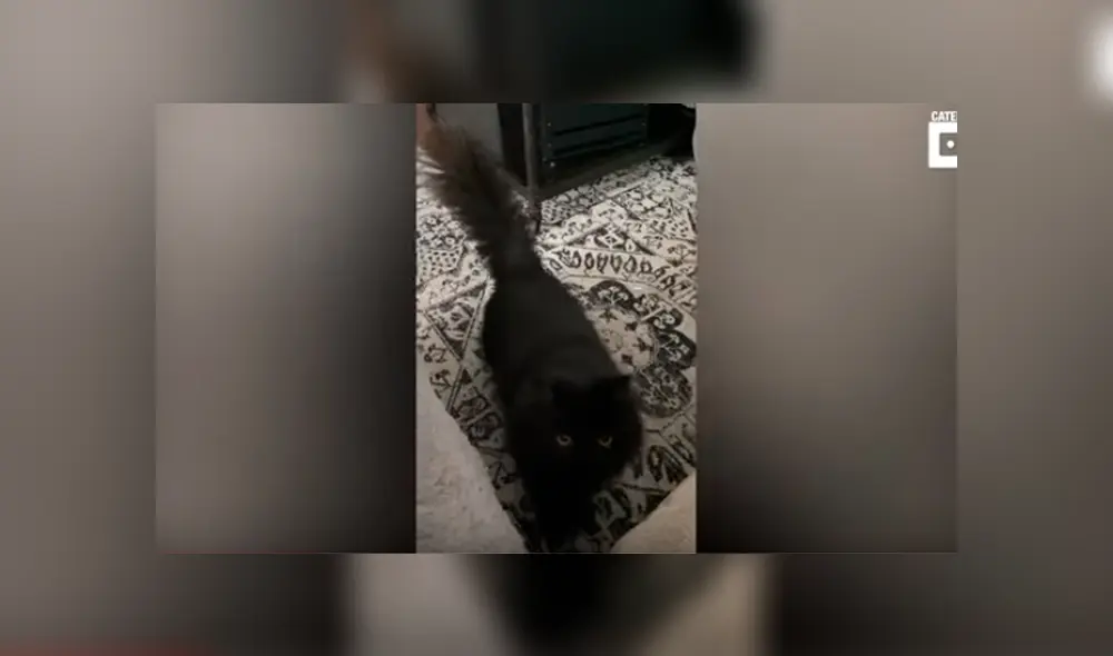 En YouTube, un gato tiene una curiosa forma de captar la atención de su cuidadora debido a un leve síndrome. En YouTube, un gato tiene una curiosa forma de captar la atención de su cuidadora debido a un leve síndrome.