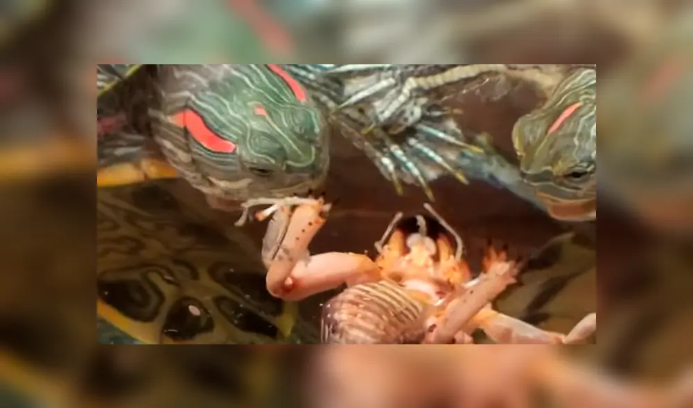 YouTube viral: tortuga se topa con misteriosa criatura y tiene feroz batalla que termina de forma trágica YouTube viral: tortuga se topa con misteriosa criatura y tiene feroz batalla que termina de forma trágica
