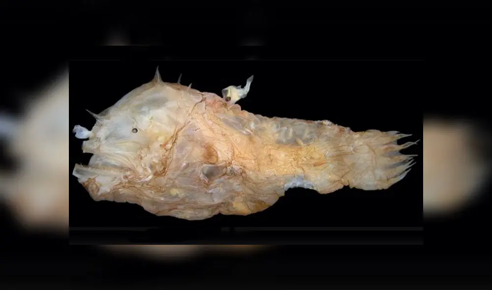 Pez rape hembra con un macho en su espalda fusionándose a través del parasitismo sexual. Foto: Instituto Max Planck Pez rape hembra con un macho en su espalda fusionándose a través del parasitismo sexual. Foto: Instituto Max Planck