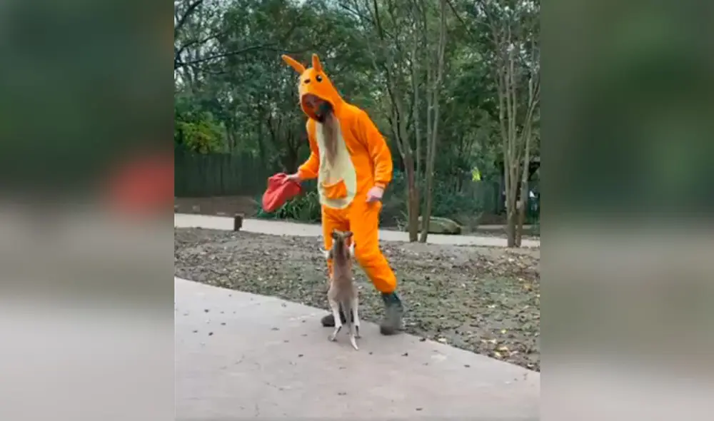 Desliza las imágenes para descubrir la ingeniosa idea de una joven para que un pequeño canguro logre saltar. Foto: captura de TikTok