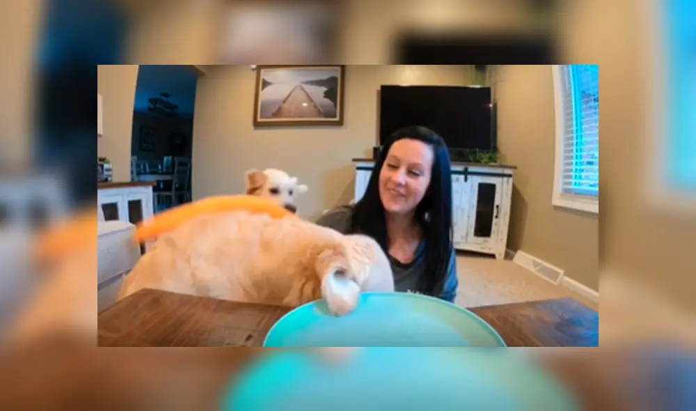 Facebook viral: mujer ‘trolea’ a sus perros con comida ‘invisible’ y estos tiene peculiar reacción al descubrir el engaño