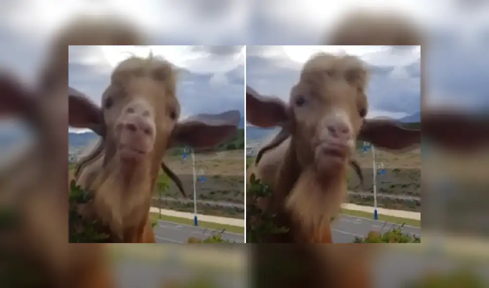 Desliza las imágenes para ver más detalles de esta escena que es viral en YouTube. Desliza las imágenes para ver más detalles de esta escena que es viral en YouTube.