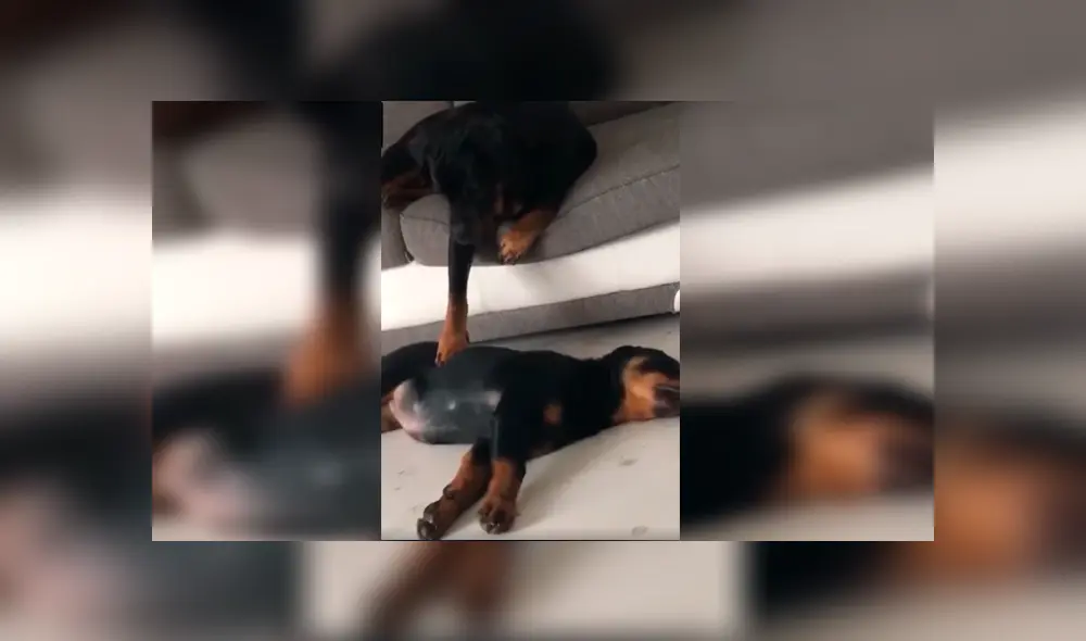 Vía Facebook. El can notó que a su compañera le pasaba algo mientras dormía y se acercó a ella con un peculiar comportamiento que su dueño no dudó en grabar Vía Facebook. El can notó que a su compañera le pasaba algo mientras dormía y se acercó a ella con un peculiar comportamiento que su dueño no dudó en grabar